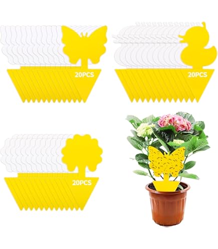 Neudorff Duo Sticky Traps – Blue Stickers Against Thrips And Yellow Stickers Against Small Flying Pests Such As Fungus Gnats. Odourless, Insecticide-free, 20 Traps