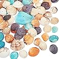 PH PandaHall 50pcs Dyed Sea Shells Scallop Shells Natural Conch Shell Beads Drilled Tiny Scallop Sea Shell for Crafting Hanging Decoration Making Beach Party Garland Wedding Decor 1.2~1.4 Inch