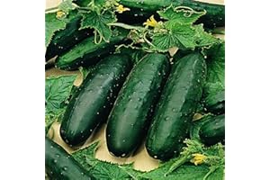 PRETTY WILD SEEDS Vegetable Seeds 60+ Varieties Carrot Pumpkin Cabbage Pea Tomato SWEETCORN Bean Turnip Swde Brussel Onion Cauliflower Fennel Beetroot Herbs (Cucumber Marketmore Approx. 10 Seeds)