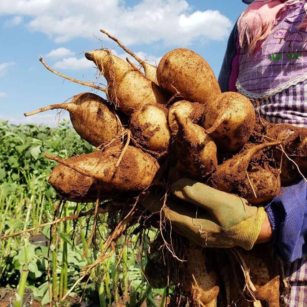 Yacón semillas orgánicas cobertura del suelo Camas elevadas para el jardín resistentes de oficina semillas de resistentes en al aire libre 30pcs