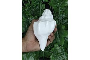 ASHIRWAD Blowing Shankh Vamavarti Dattatreya - Conch Shell - Puja Ritual - Shankhnaad (Shankh-09)