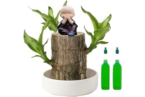 EUJRCF Mini Brazil Lucky Wood, Brazil Lucky Wood with Monk Statues, Bonsai Tree Indoor Plant, Nutrient Solution, Hydroponic Potted Plant, Perfect for Home, Office