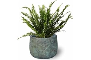 SMPLY. | Planta Helecho Natural Viva | Altura Aproximada 20-25 cm | Helecho de Interior muy Decorativo | Ideal para el Hogar o para Regalar | En maceta M13 | (Maceta de Cerámica No incluida)