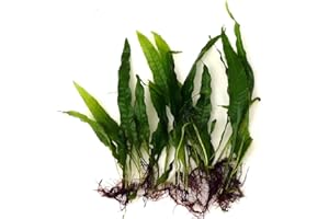 AQUASABI 10 Java Fern Microsorium pteropus Live Aquarium Plants Aquatic Plants For Your Fish Tank