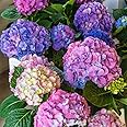 ROYAL LAND Rare Dwarf Hydrangea macrophylla Blue Pink Hydrangea 1 Healthy Live Plant On Poly Bag