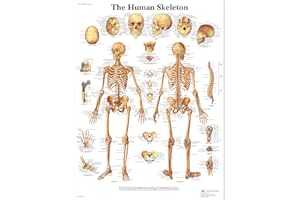 3B Scientific Human Anatomy - The Human Skeleton Chart, Laminated Version 1001468