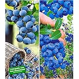 BALDUR Garten Heidelbeer-Sortiment, 2 Pflanzen, Trauben-Heidelbeere Reka und Heidelbeere Hortblue Blaubeeren Heidelbeeren Pfl