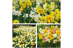 HUMPHREYS GARDEN Daffodil Mixed x 20 Flower Bulbs Size 10 up Perfect for naturalising in Grass Banks or Woodland. Easy to Grow