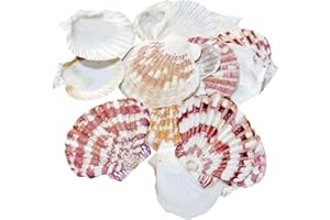 Zliger 500g Conchiglie di Mare Bianche Conchiglie di Mare Oceano Conchiglia di capesante Bianche Conchiglia Naturale Tasca Conchiglie di Cocco Bianche per Decorazioni Artigianali (Rosso, 4-7)