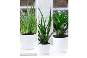 BALDUR-GARTEN GMBH BALDUR Garten Zimmerpflanzen-Mix "Grüne Lieblinge", 3 Pflanzen Luftreinigende Zimmerpflanzen 1 Pflanze, Aloe Vera, 1 Pflanze, Sanseveria Kirkii und 1 Pflanze, Dracena Compacta