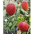 Rukonza Miyazaki Mango Plant Original Variety, Combo Pack of 2 Live Tree - Grafted Japanese Live Fruit Tree Height 3-4 feet