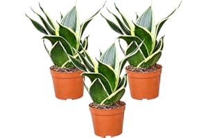Babypflanze Drillinge Bogenhanf | 3x Sansevieria laurentii im 9 cm Topf | pflegeleichte Zimmerpflanze | langsam wachsend | luftreinigende Büropflanze | frisch aus der Gärtnerei | Green Me Up