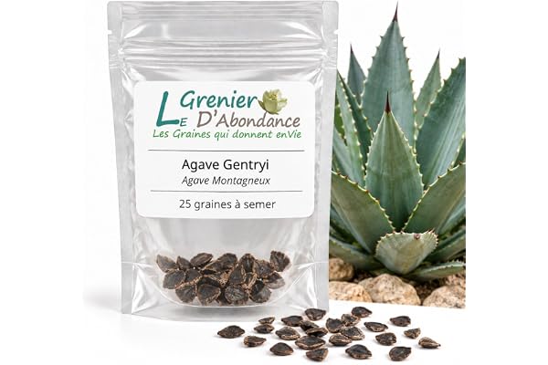 25 frön för sådd - den överflödiga vinden - Gentryi Agave - Mountain Agave