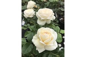 GENERIC White Rose Bush Plant in a 3Litre Pot- Hybrid Tea/Floribunda Bush Rose Plant - Low Growing Groundcover for Garden Bedding, Containers, Borders, Summer Autumn Flowering