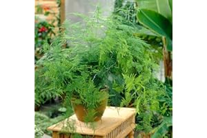 GARDENERSDREAM Asparagus Plumosus Plante d’Intérieur – 1 x Fougère Vivante en pot de 12 cm