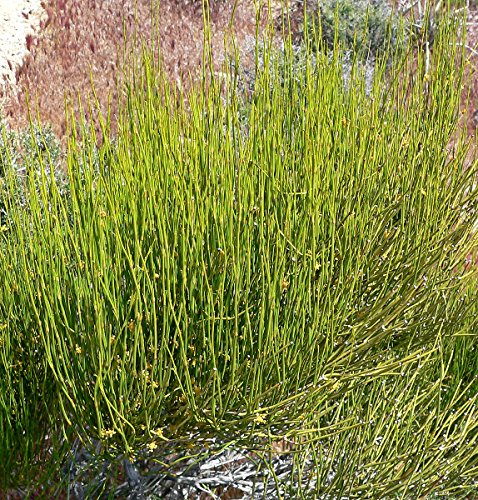 Meerträubel Gewächs 15 Samen -Ephedraceae ,syn e-viridis-