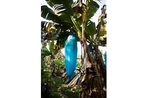 TROPICAL-SEEDS blaue Banane - Musa itinerans (Yunnan Banane) - 10 Samen -frosthart : bis -20 C° !