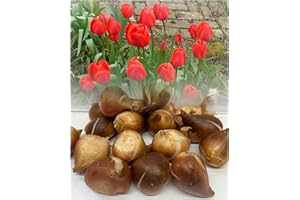 GARTHWAITE NURSERIES® : - UK Stockist. 50 Apeldoorn Darwin Hybrid Red Tulip Bulbs. Hardy Spring Garden Perennial