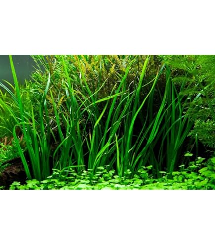 AquaOne Eleocharis parvula Aquariumplanten, 3 stuks, waterplant, bodembedekker, volledig geworteld, eenvoudig te onderhouden, aquascaping decoratie