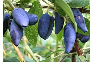 GENERIC Honeyberry Lonicera Caerulea 15+ Seeds Haskap Own Crop