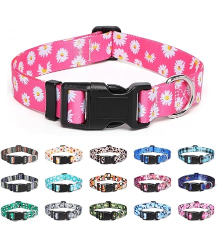 Dog Collar Seatbelt Buckle Teal Ombre 15 To 26 Inches 1.0 Inch Wide