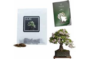 YUGEN BONSAI 30 Lilac Bonsai Seeds | Syringa Vulgaris | Growing Guide | Grow Your Own Bonsai Tree | Bonsai Beginners and Enthusiasts