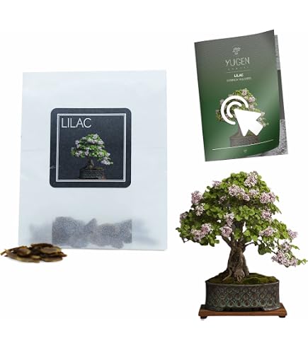 30 Mountain Ash/Rowan Bonsai Seeds | Sorbus Aucuparia | Growing Guide |  Grow Your Own Bonsai Tree | Bonsai Beginners and Enthusiasts :  Amazon.co.uk: Garden