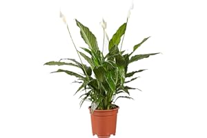Plante d'intérieur de Botanicly – Fleur de lune – Hauteur: 70 cm – Spathiphyllum Vivaldi