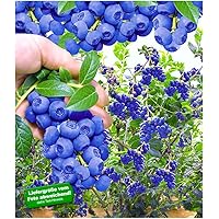 BALDUR Garten Trauben-Heidelbeere 'Reka® Blue', 1 Pflanze, Blaubeeren Heidelbeeren Pflanze, Vaccinium corymbosum…