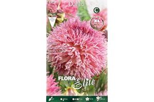 PRGA BULBI PRIMAVERILI DALIA FIORI GIGANTI MYRTLE'S FOLLY CONFEZIONE DA 1 BULBO BULBS