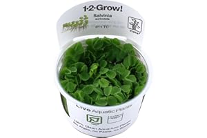 Tropica Salvinia auriculata 1-2-GROW!