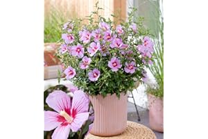 BALDUR Garten Zwerg-Hibiskus 'Little Legends Pink®',1 Pflanze, extrem kompakter Wuchs, nur ca. 60 cm hoch, Massen von Blüten über viele Wochen, hitze und trockenheitstolerant, pflegeleicht