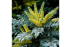 CARBETH PLANTS Mahonia Media Evergreen 9cm Pot - DensePrivacy Shrub Plant Outdoor Landscaping Garden Decoration Yellow Flower (1 Plant)