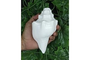 ASHIRWAD Soufflant Shankh Vamavarti Dattatreya - Coquille de conque - Ritual Puja - Shankhnaad (Shankh-11)