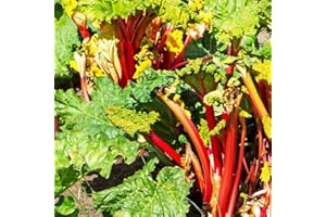 Immertragender Kölle Bio Rhabarber 'Livingstone', 3 Liter Topf