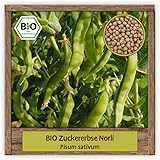 BIO Erbse Samen Sorte Zuckerschote Norli (Pisum sativum) Gemüsesamen Erbse Saatgut