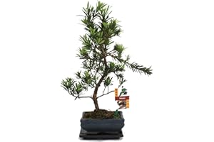 BONSAI2U exotenherz - Bonsaï Pierre if - Podocarpus macrophyllus - 6ans