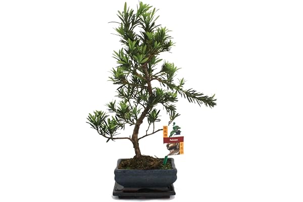 exotenherz - Bonsaï Pierre if - Podocarpus macrophyllus - 6ans