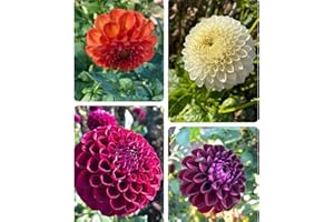 CAMBRIDGE FARMERS OUTLET 5 x Mixed Coloured 'Pompon' Dahlias (Tubers to Plant Yourself) Free UK Postage