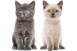 YOUNIKAT Set immagini per finestre cucciolo di gatto I realistico grande I stampato su entrambi i lati I adesivi per finestre I adesivi statici I protezione uccelli I autoadesivi rimovibili I dv978