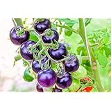 Bosque Blue Tomate mit blauen Früchten -10 Samen