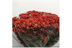 JARDIN202 - Margarita Crisantemo | Flor Natural | Crisantemo Bacardi | Ramo de 5 tallos | 70cm de alto | Naranja