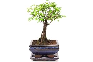 BONSAI2U Chinese Elm Bonsai Tree in Blue Ceramic Bonsai Pot