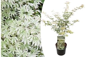 Plant in a Box - Acer palmatum 'Ukigumo' - Arce japonés resistente al invierno - Hojas verdes - Maceta 19cm - Altura 50-60cm