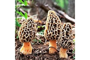 lamphle 100 Pcs Morchella Graines Morilles Champignon Frai Sèche Spores Mycélium Bonsaï pour Jardin Plantation Graines de Morchelle