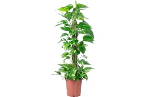 Gullranka på mosspinne – lättskött inomhusväxt, Epipremnum aureum – höjd ca 80 cm, krukans diameter 19 cm