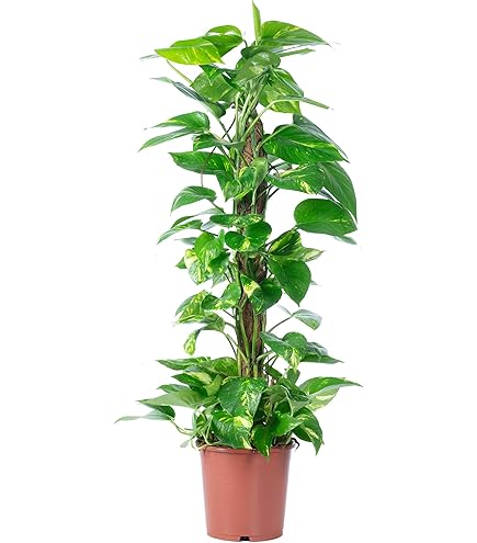 Plant in a Box - Plumeria Frangipani - Plumeria Hawaii - Prachtige
