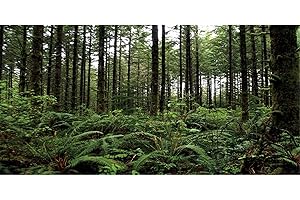 MIRRORANG 180x61cm Fondo de terrario de Bosque Profundo Fondo de Acuario de Bosque Tropical Árbol Verde Fondo de hábitat de Reptil Fondo de Vinilo Duradero