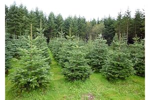 FARM AND GARDEN 10 Nordmann Xmas Tree Field Grown Bare Root 15-25cm Tree Whip Plants