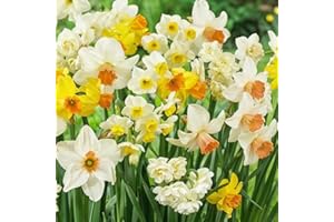 DUTCH BULBS EXCLUSIVE PLANTS FROM HOLLAND Bulbes de Jonquilles Budget Collection - Narcisses Bulbes - 25 Bulbes de Fleurs à Planter Exterieur - Plantes Vivaces Exterieur - Naturelle Plantes de Hollande (pas de graines, non artificielle)